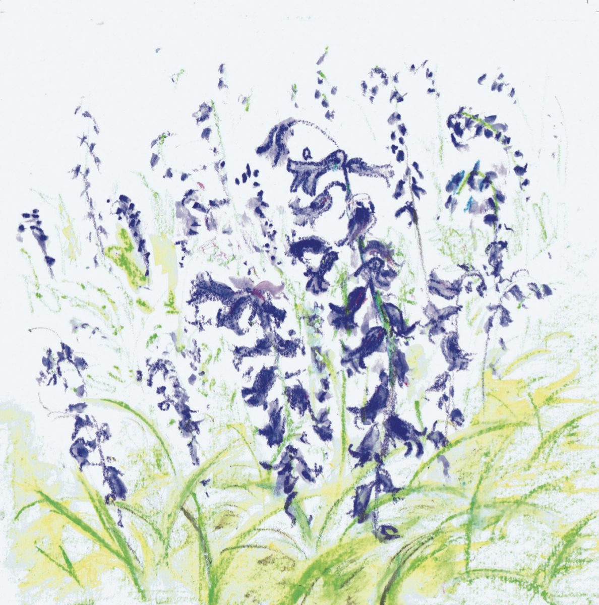 Artists on Cards Ltd SQL061 Bluebells  