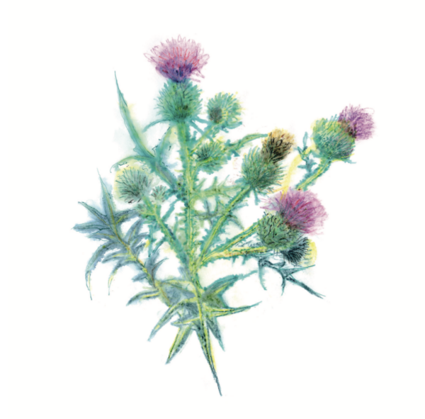 Wild Thistle