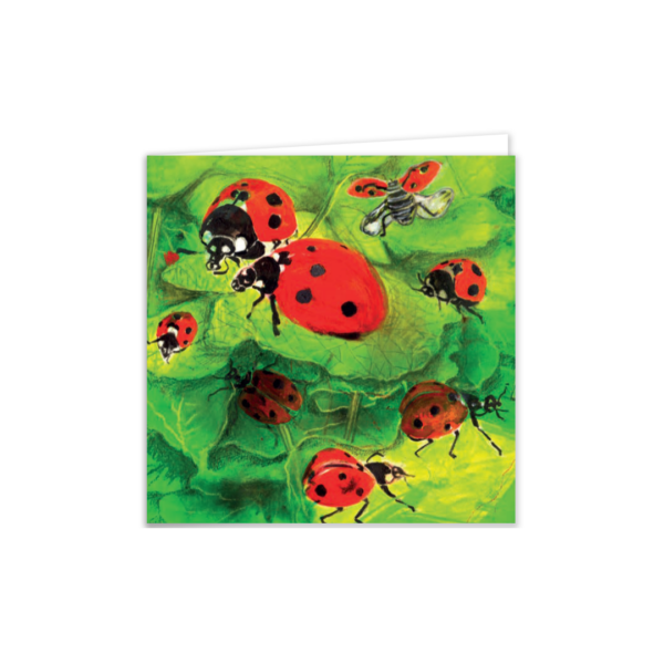 Ladybirds - Image 4