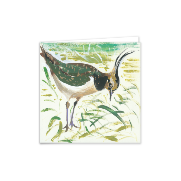 Lapwing - Image 4