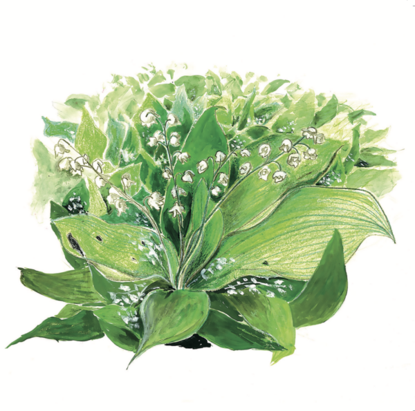 Lily of the Valley