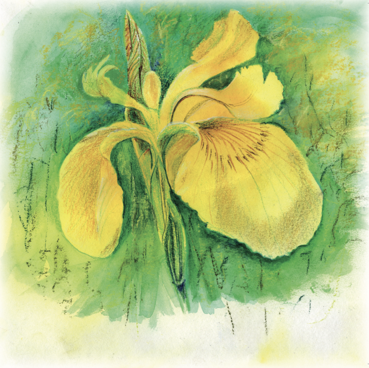 Artists on Cards Ltd SQL501 Yellow Iris  