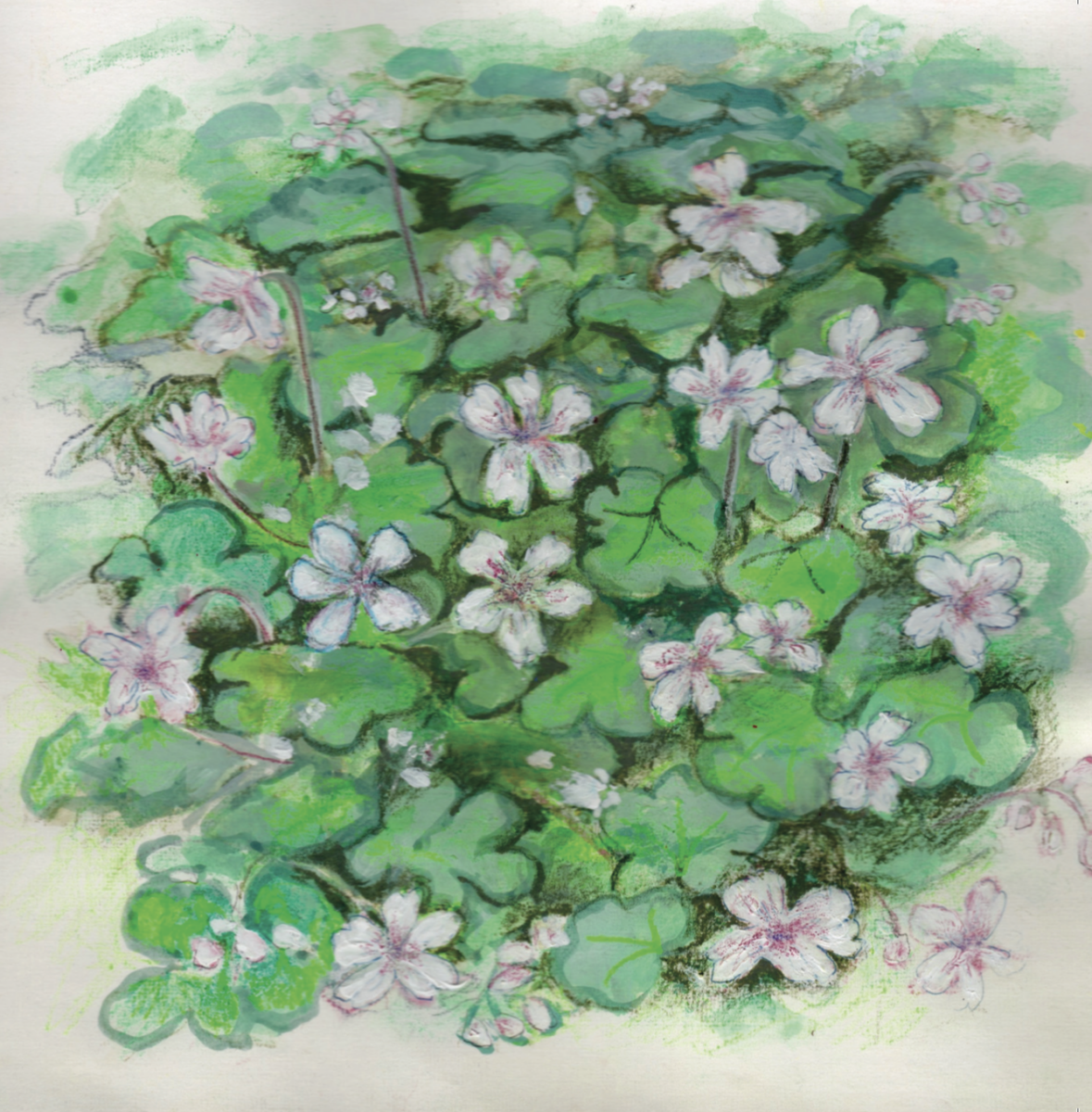 Artists on Cards Ltd SQL612 Geranium Renardii  