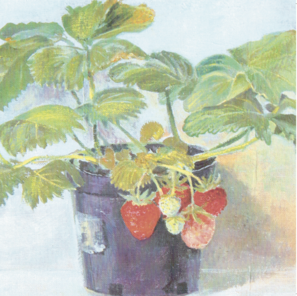 Strawberry Plant