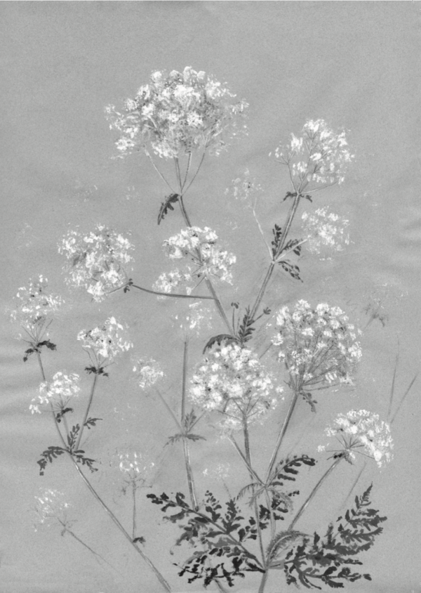 Cow Parsley