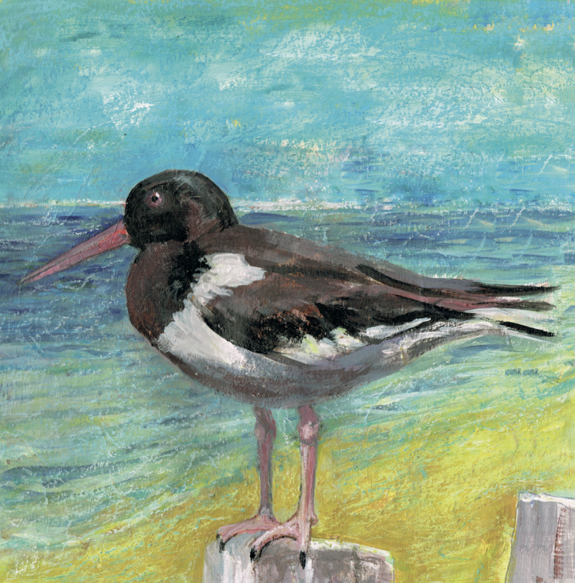 Artists on Cards Ltd SQL701-for-website Oyster Catcher  