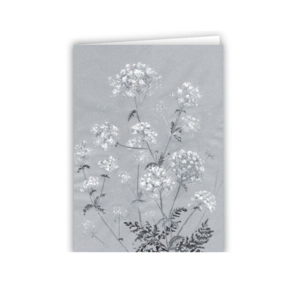 Cow Parsley - Image 2