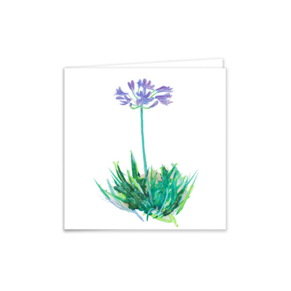 Agapanthus - Image 2