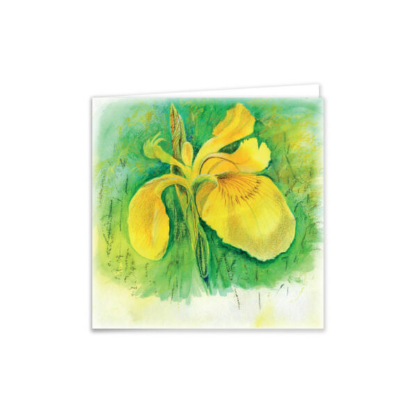 Yellow Iris - Image 2